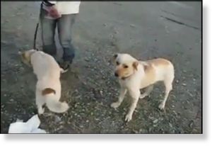 dog,japan