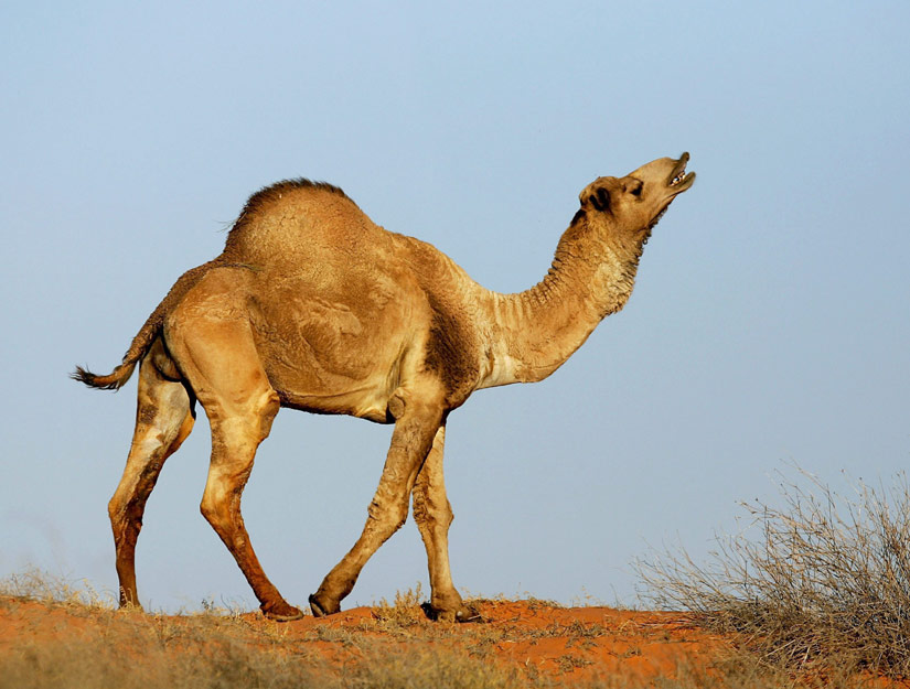 camel