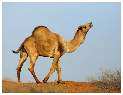 camel