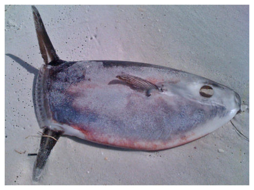 Dead Sunfish
