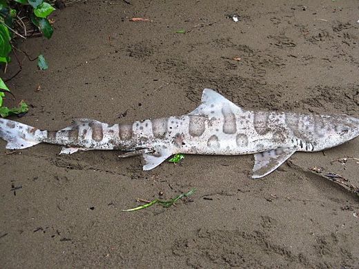 shark