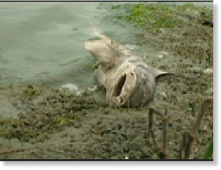 dead, leopard,shark