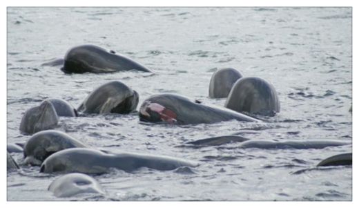 Pilot Whales