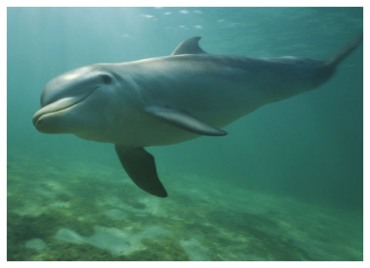 Click to enlarge Bottlenose Dolphin
