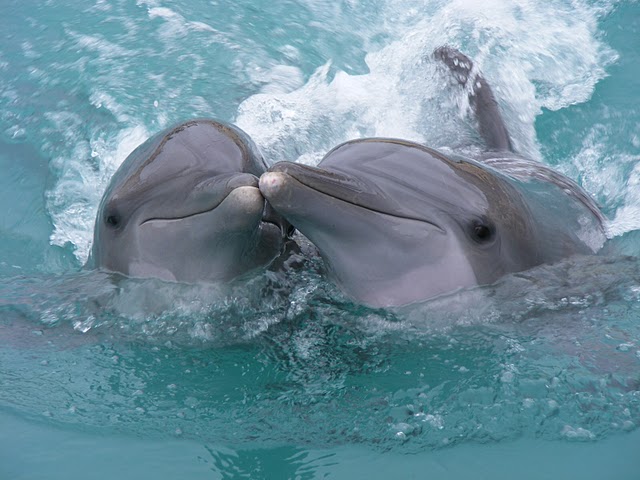 dolphin