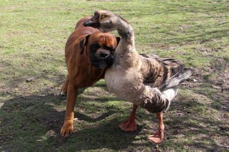 boxer and goose