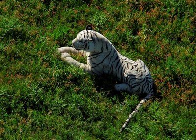tiger