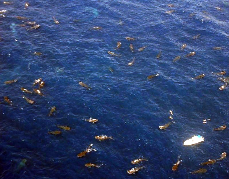 Whale Sharks