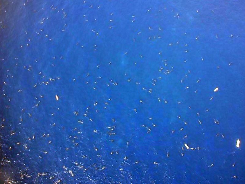 Whale Sharks_1