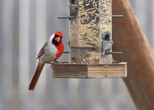 The unusual cardinal