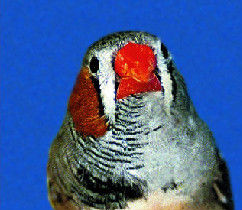 Click to enlarge zebra finch
