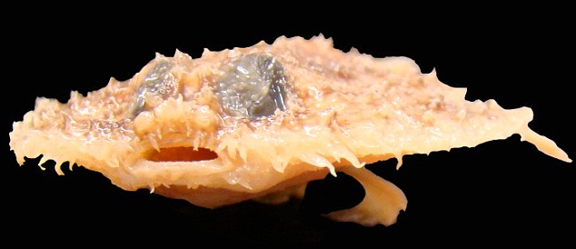Click to enlarge pancake batfish