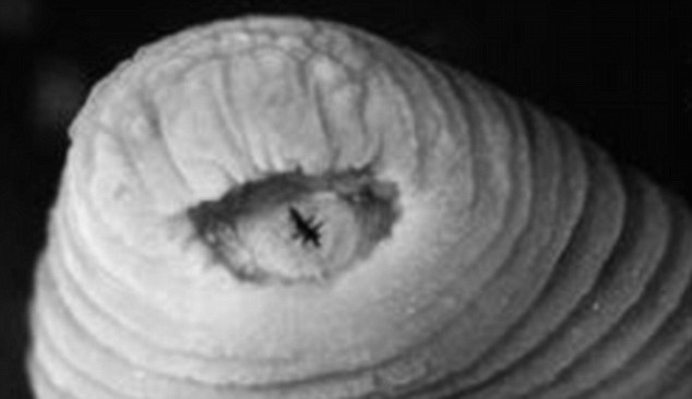 Click to enlarge Tyrannobdella rex Leech