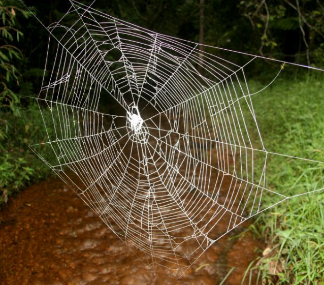 Click to enlarge orb-weaver spider