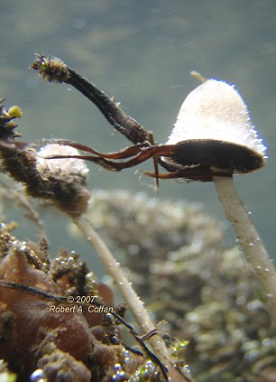 Click to enlarge underwater gilled mushroom