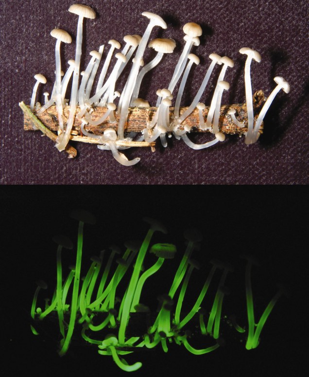 Click to enlarge luminescent fungus