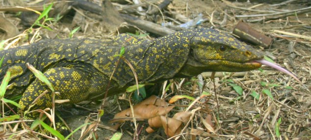 Click to enlarge monitor lizard