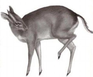 Click to enlarge Walter's duiker