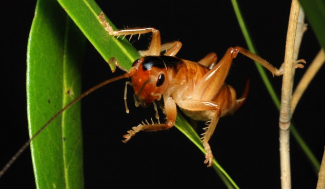Click to enlarge cricket