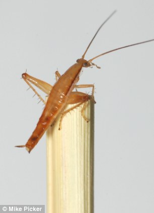Click to enlarge cockroach