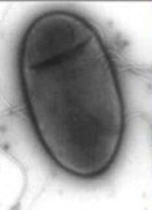 Click to enlarge rust-eating bacterium