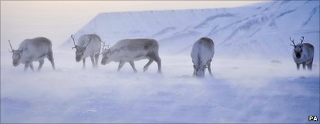 Raindeer Ultraviolet