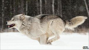 Click to enlarge Wolves Ultraviolet