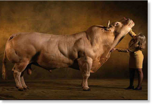 Click to enlarge Muscle Cow