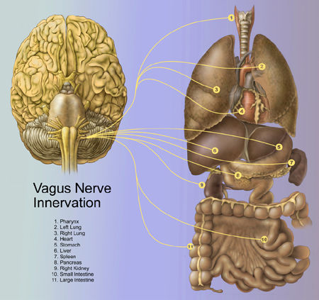 Click to enlarge vagus nerve innervation