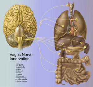 vagus nerve innervation