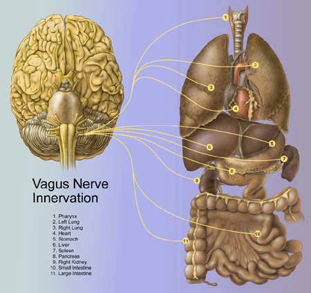 vagus nerve innervation