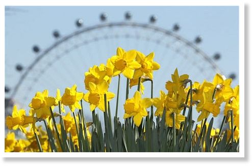 The London Eye