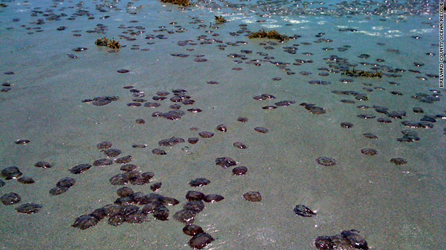 jellyfish