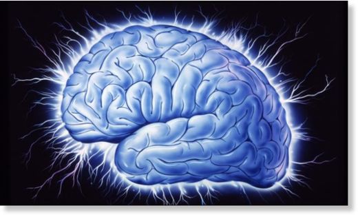 brain