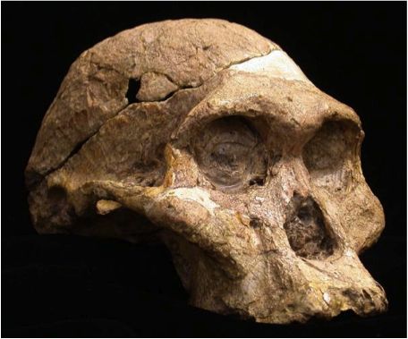 Australopithecus africanus
