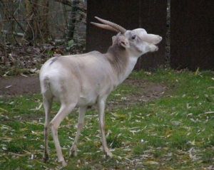 Saiga antelope at Zoo Keulen in Germany. 