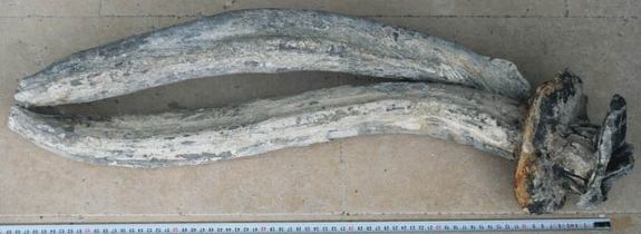 Click to enlarge leadpipe