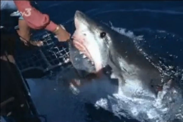 Click to enlarge Great White