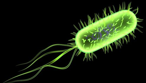 e coli graphic