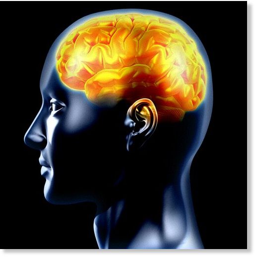 brain