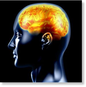 brain