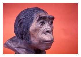 Homo Erectus