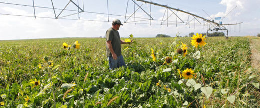 farm field