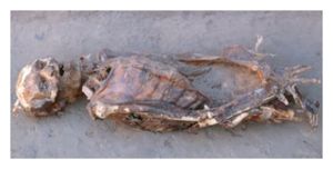 Click to enlarge Nubian Mummy