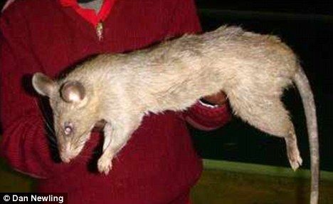 giant rats eat babies