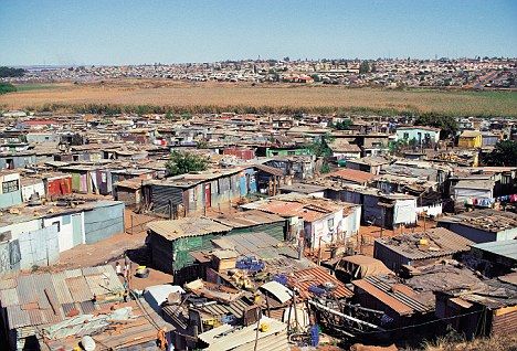 Town Africa giant rats