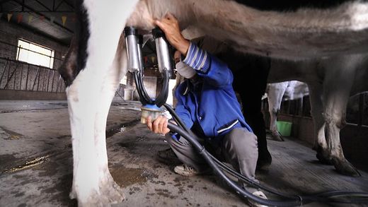 Click to enlarge cowz