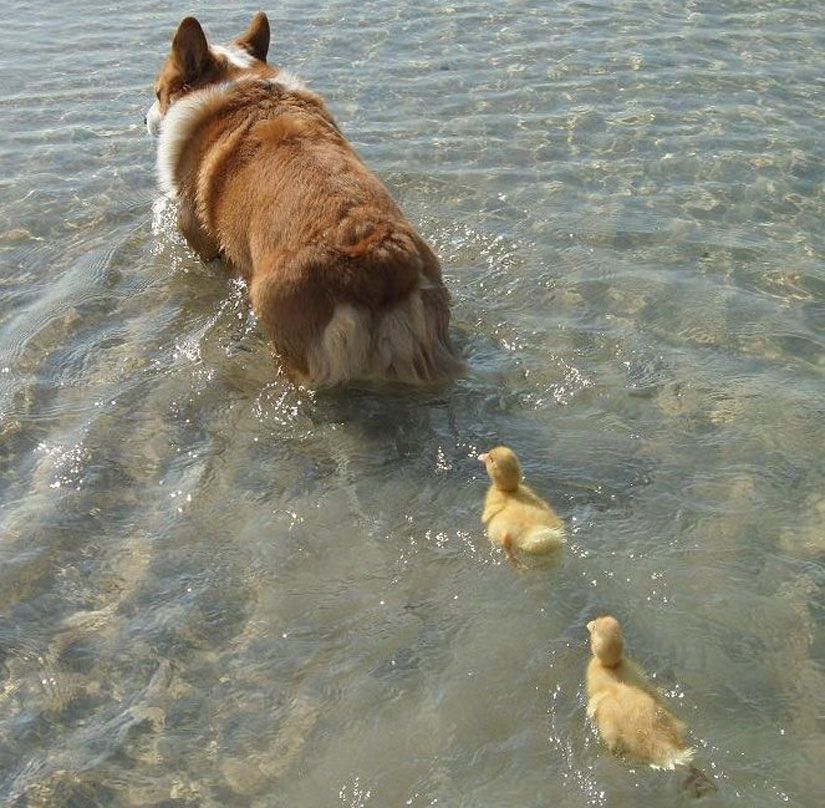 Dogs & Ducklings_1