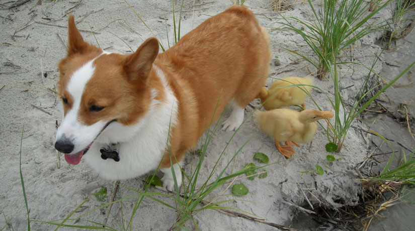 Click to enlarge Dogs & Ducklings_2