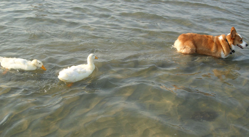 Click to enlarge Dogs & Ducklings_3